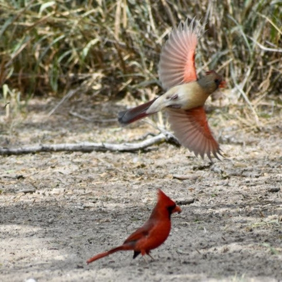 Meet your Posher, Gloria - Picture 3 of 5